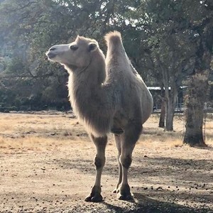 Tilly a white camel