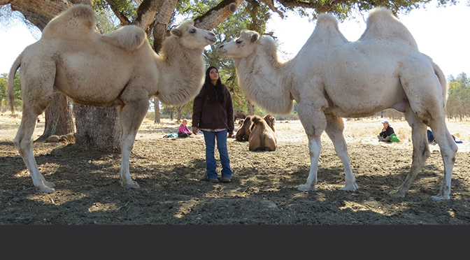 Girl standing between two white camels