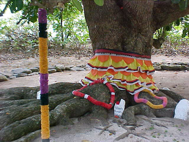 photo of a skirt wrapped around a tree