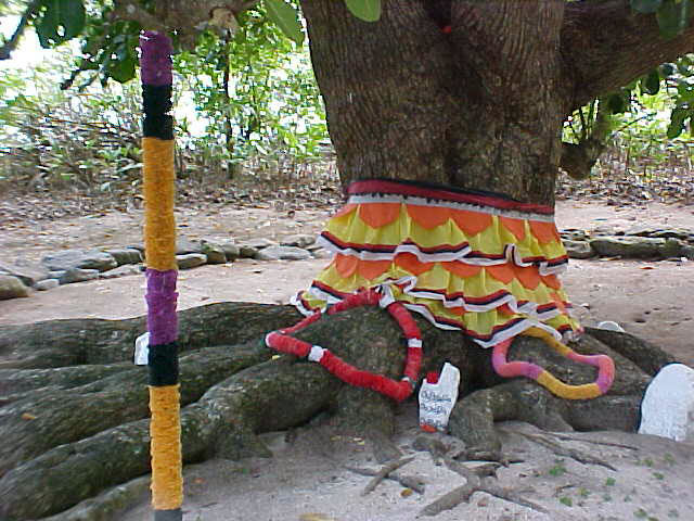 photo of a skirt wrapped around a tree