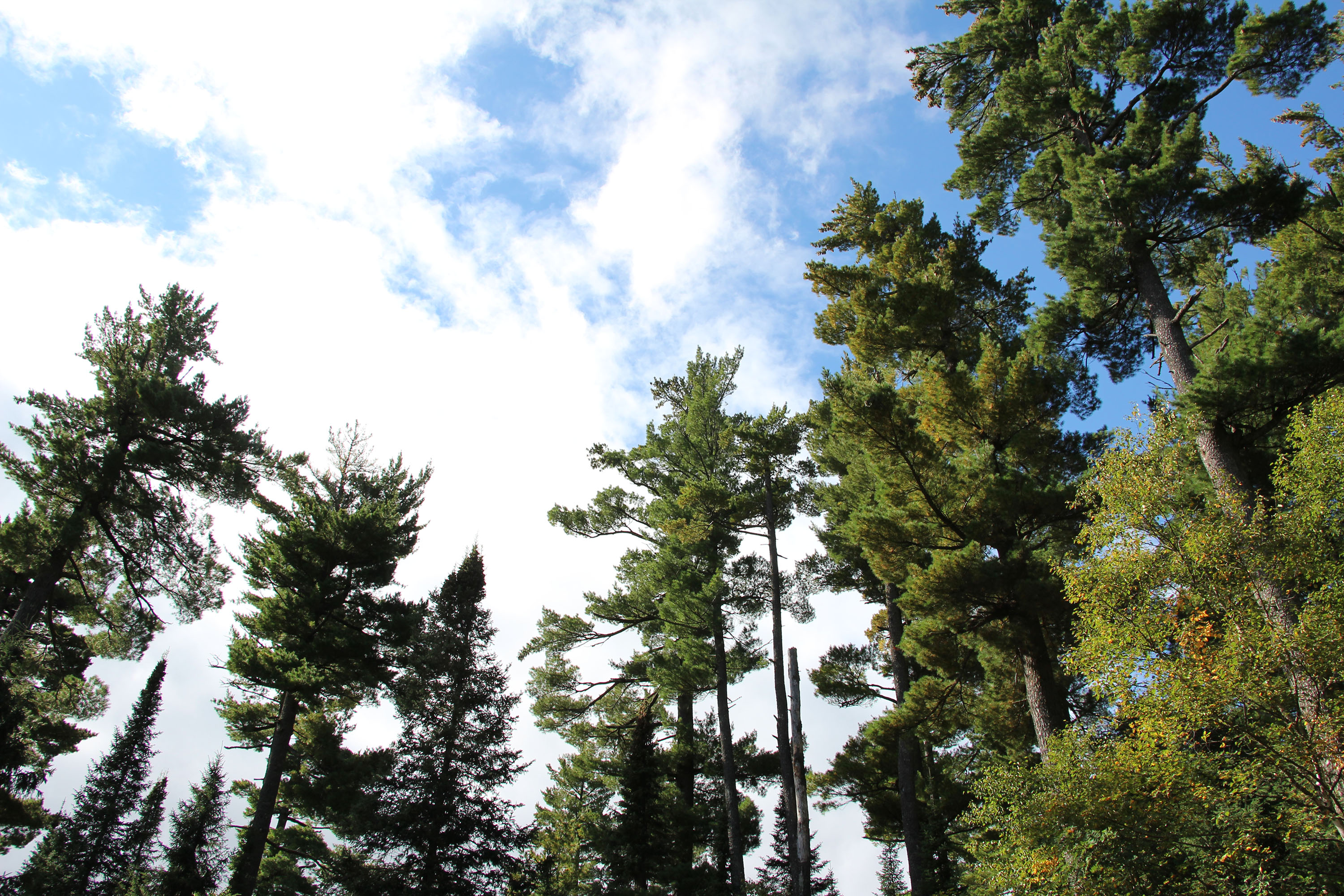photo of white pine trees