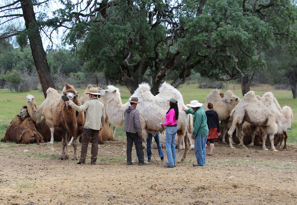 photo of group of people with camel herd