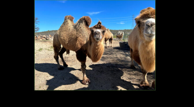 brown camel looking into the camera