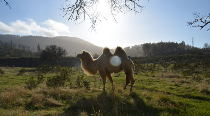 camel in the sunset