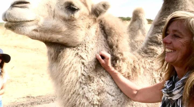 photo of Dani with a white camel