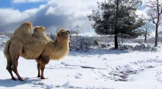 Delaney a white camel in the snow