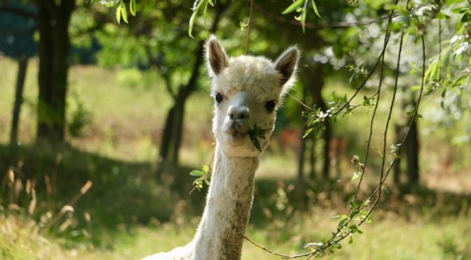 white alpaca