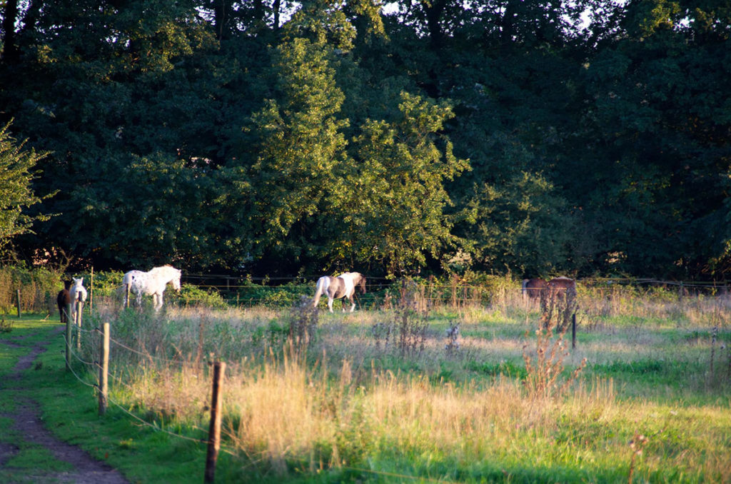 Photo of horses and alpacas walking along a path to the next feeding station.