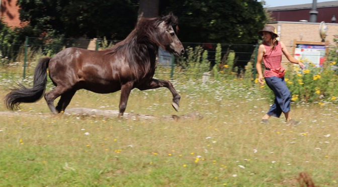 Photo of a brown horse and a woman happily running together