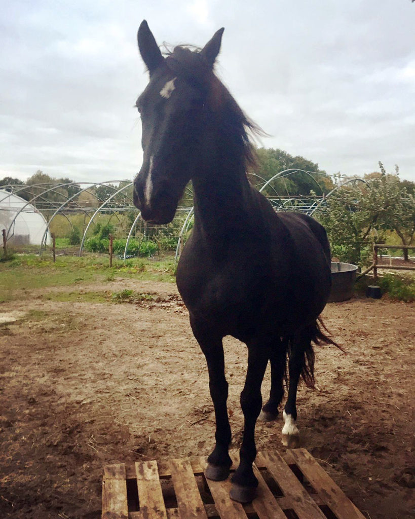 Photo of a horse standing on a wooden pallet.