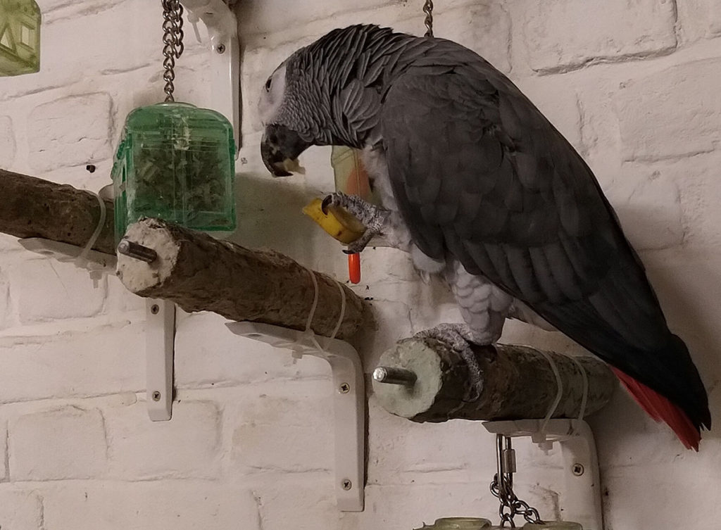 Photo of a gray parrot sitting on a perch in an indoor enclosure