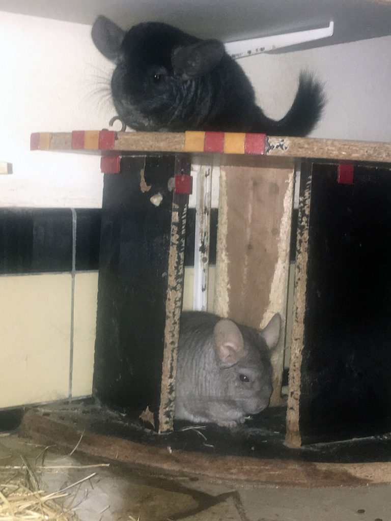 Photo of 2 chinchillas