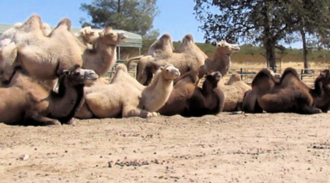 Herd of many camels seated together