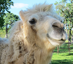 happy white camel