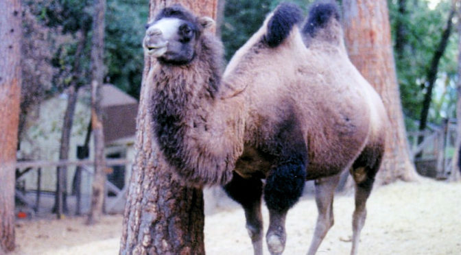 photo of Peaceful Baba the camel