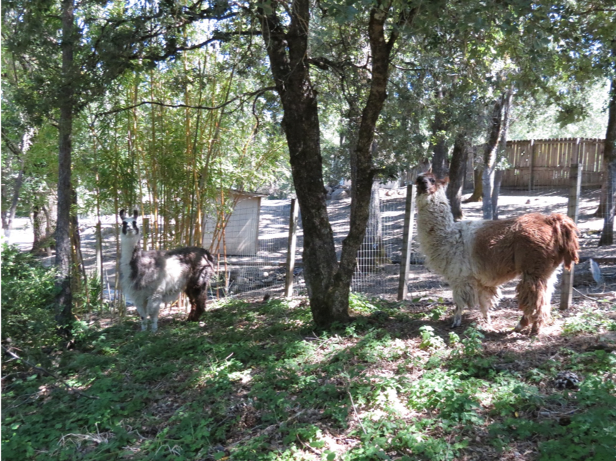 2 llamas eating grass