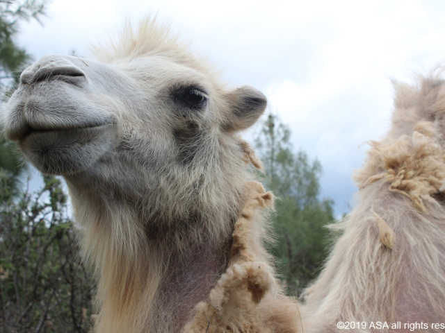 photo of a white camel