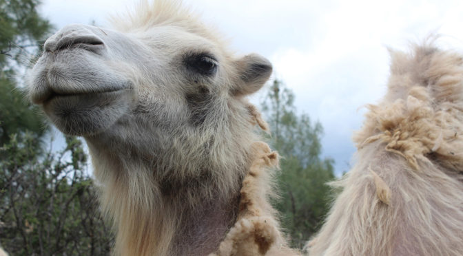 photo of a white camel