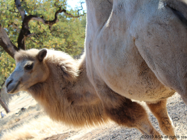 Photo of a white camel's body side view