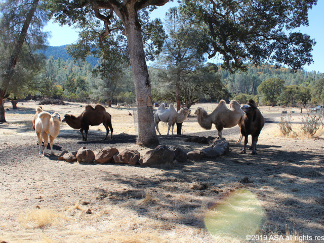 Photo of five camels standing around a circle of stones