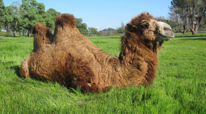 Photo of a brown camel sitting in green grass