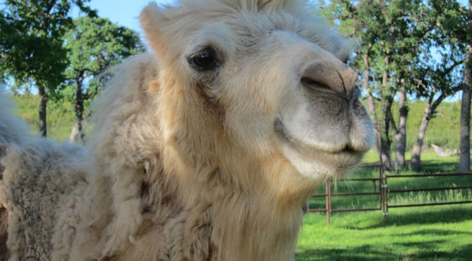 white camel looking into the camera