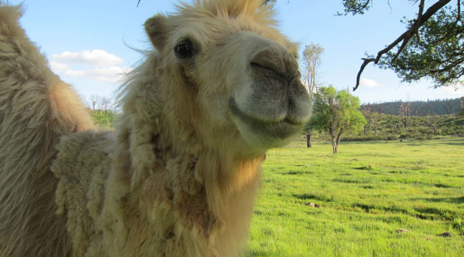 photo of a white camel looking into the camera looking like it is smiling
