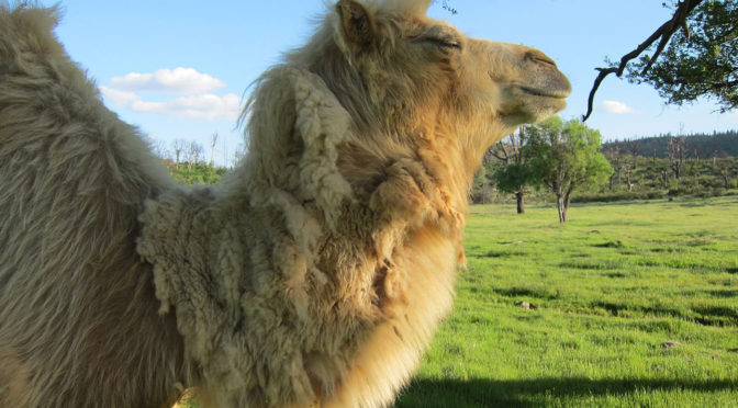 photo of a white camel with its eyes closed looking relaxed standing in a field of green grass