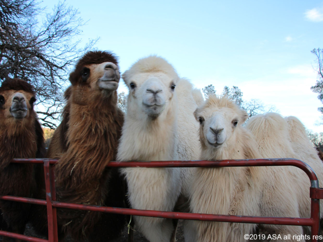 Two brown camels and two white camels standing in a row looking into the camera