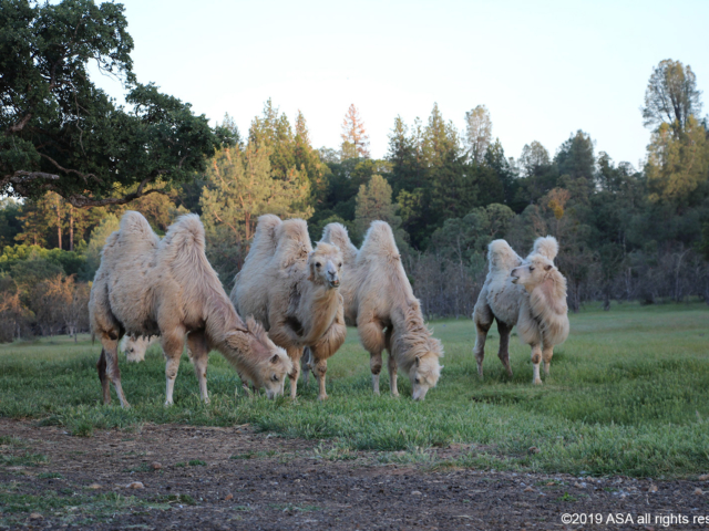 Four white camels standing in a field browsing on green grass
