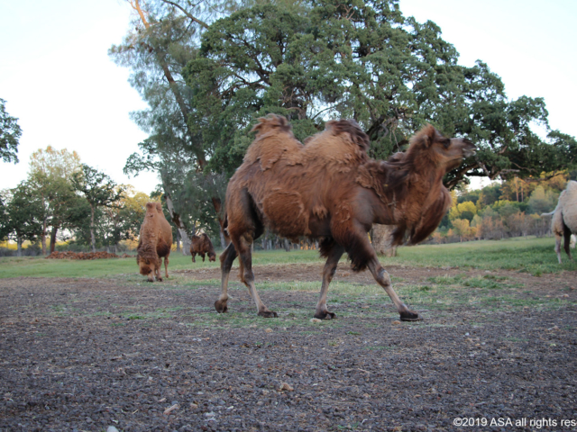 photo of a brown camel with three camels in the background