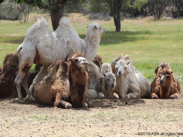 Photo of a herd of camels sitting together