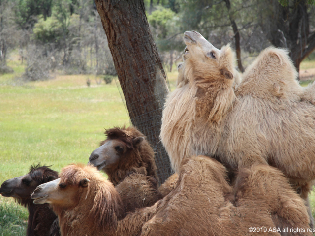 photo of a herd of camels sitting together