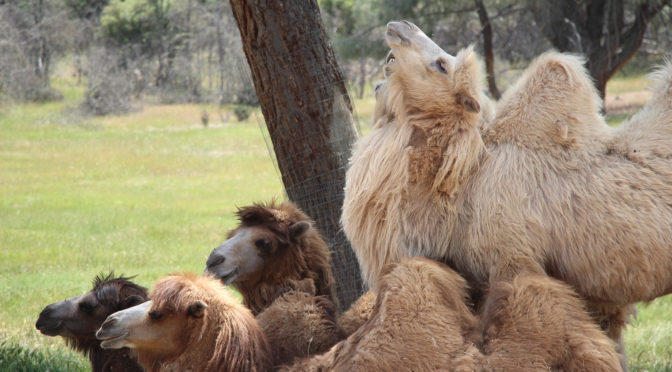 photo of a herd of camels sitting together