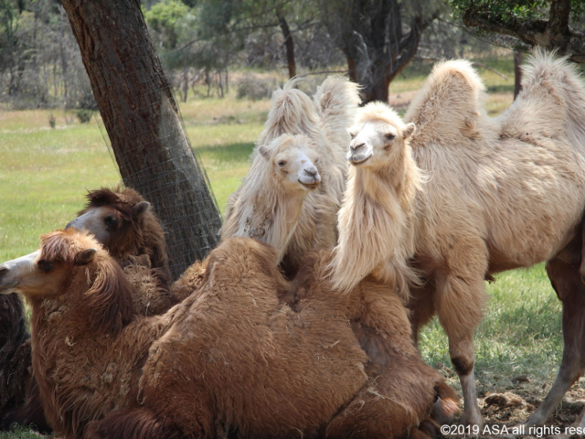 Photo of two brown camels seated and two white camels standing close together