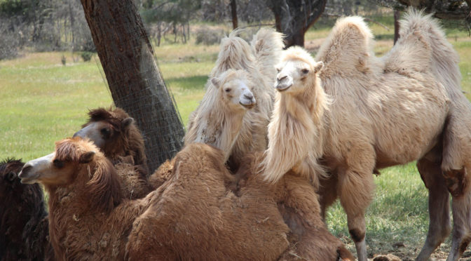 Photo of two brown camels seated and two white camels standing close together