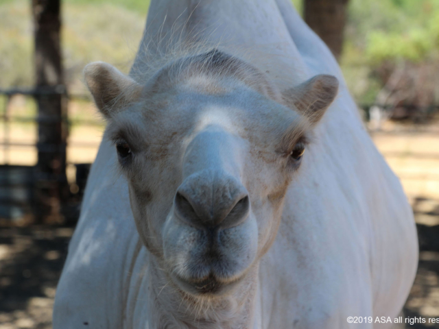 close-up on a white camel looking directly into the camera
