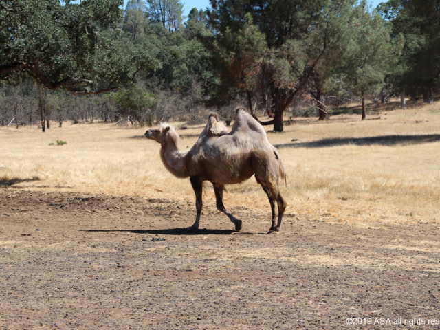 photo of a white camel walking in a field