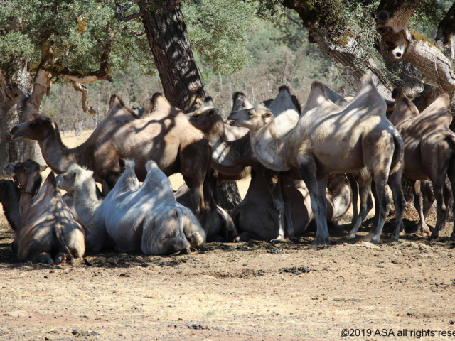 Photo of a herd of camels who have shed their coats for the summer