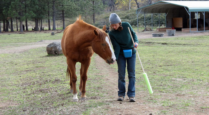 Sara standing next to Dawn, a brown horse