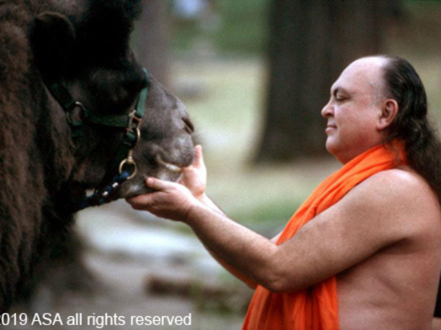 Photo of Adi Da Samraj holding camel's face in his hands
