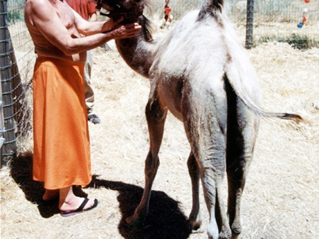 Photo of Adi Da Samraj looking into a camel's face with his hands gently on its neck