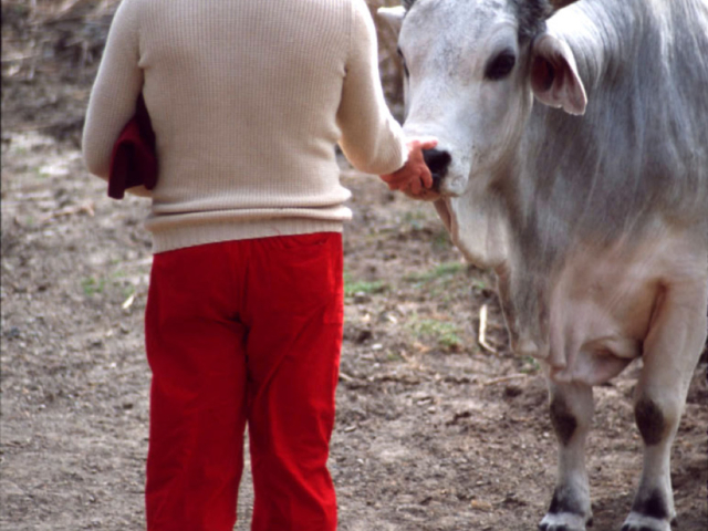 Photo of Adi Da Samraj touching the nose of a white cow with horns