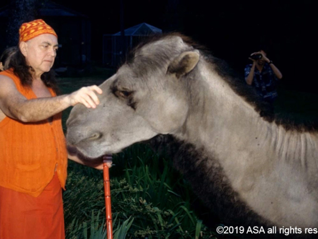 Photo of Adi Da Samraj petting the head of Jingle Baba, a very large camel