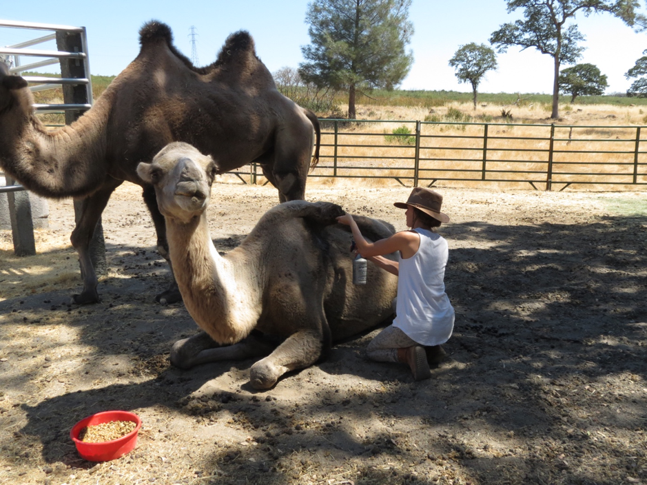 photo of someone applying medicine underneath a camel's hump