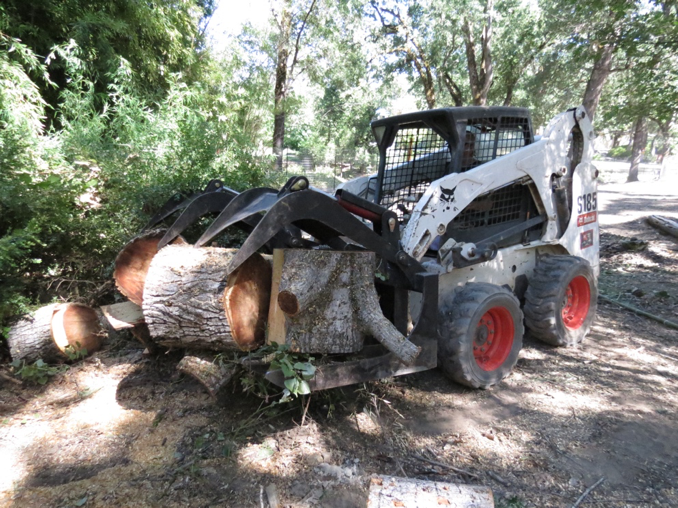 A bobcat removing chopped up tree stumps