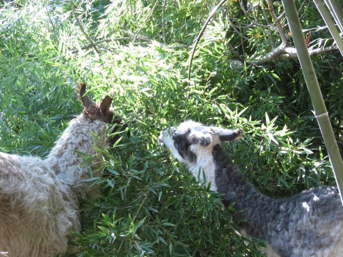 Two llamas eating leaves