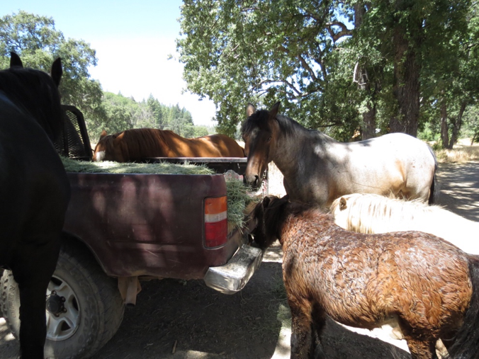 3 large horses and 2 mini horses eating hay from the back of a truck