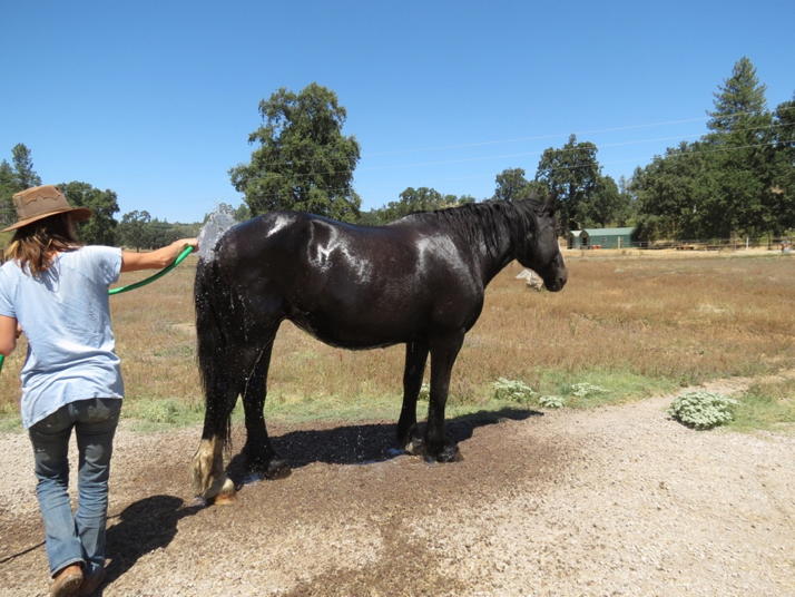 Photo of someone with a hose pouring cool water on a horse