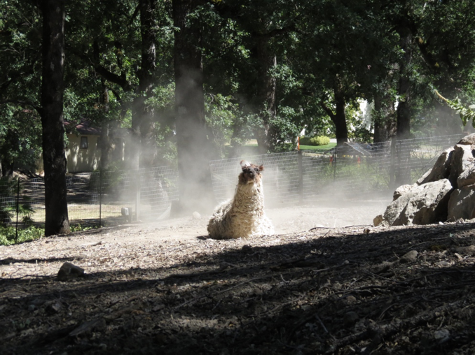 photo of a llama sitting in sand